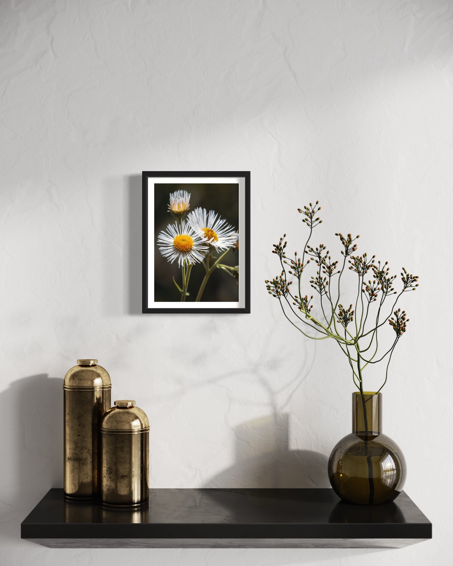 As margaridas nativas