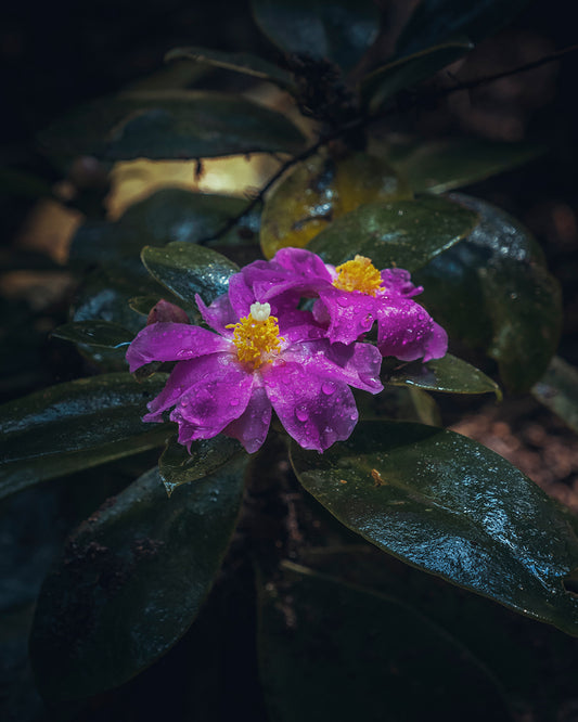 A flor da Ora-Pro-Nóbis