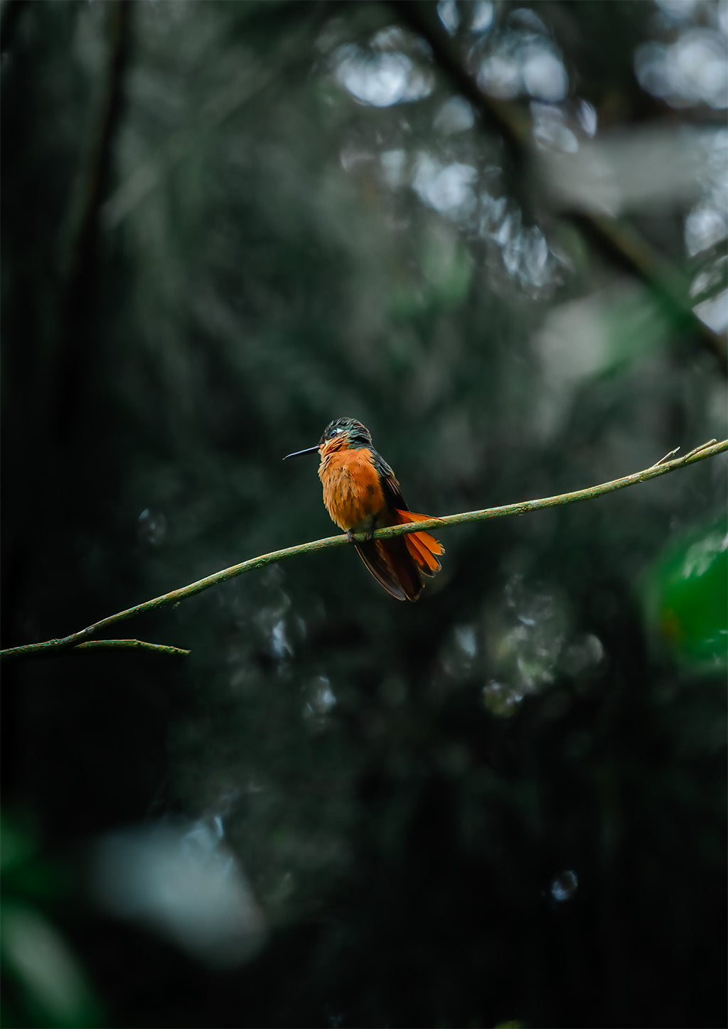 O colibrí mollado